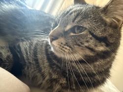 Reunited Male Cat last seen High Spen, High Spen, England NE39
