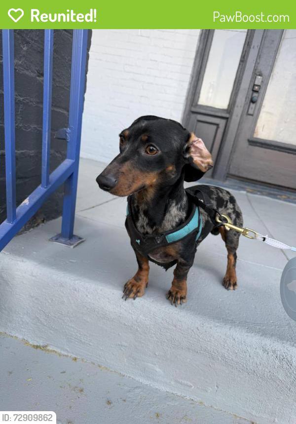 Reunited Male Dog last seen Alabama , El Paso, TX 79930