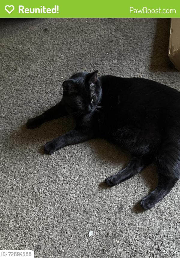 Reunited Female Cat last seen S Greenwood Ave, Montebello, CA 90640