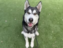Shelter Stray Male Dog last seen , Los Angeles, CA 90031