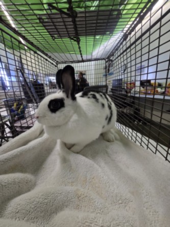 Shelter Stray Female Other last seen , 1850 W 60th St, Los Angeles, CA 90047, USA