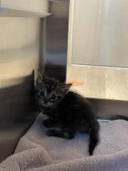 Shelter Stray Female Cat last seen BROADWAY, Pearland, TX 77581