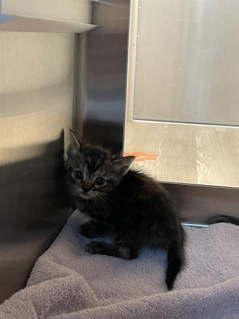 Shelter Stray Female Cat last seen BROADWAY, Pearland, TX 77581
