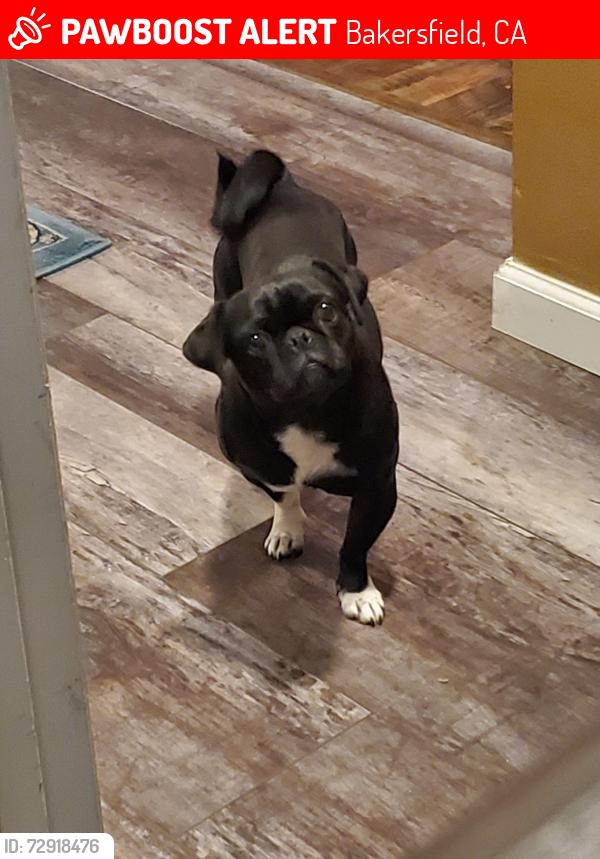 Lost Female Dog last seen Crest and Wenatchee , Bakersfield, CA 93306