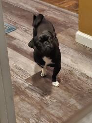 Lost Female Dog last seen Crest and Wenatchee , Bakersfield, CA 93306