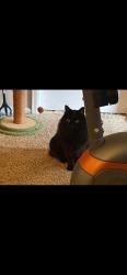 Reunited Male Cat last seen Viridian edge at the park , Colorado Springs, CO 80918