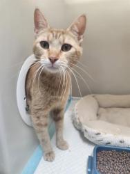 Shelter Stray Female Cat last seen N CHESTER AVE/ E BEARDSLEY AV, BAKERSFIELD, CA, Bakersfield, CA 93307