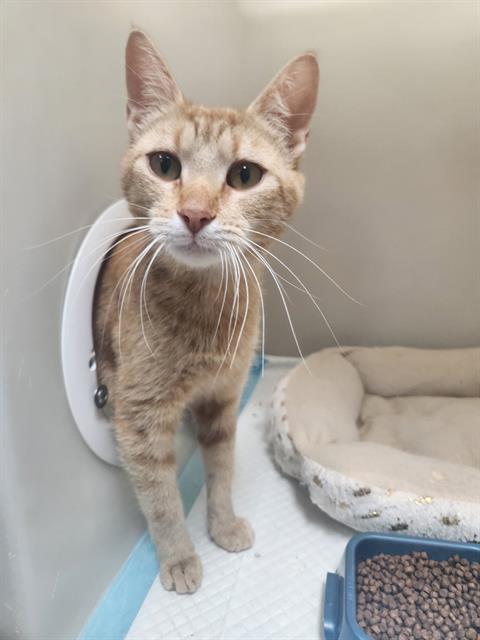 Shelter Stray Female Cat last seen N CHESTER AVE/ E BEARDSLEY AV, BAKERSFIELD, CA, Bakersfield, CA 93307