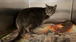 Shelter Stray Female Cat last seen , San Pedro, CA 90731