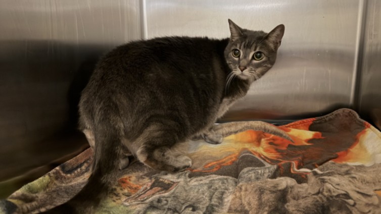Shelter Stray Female Cat last seen , 957 N Gaffey St, San Pedro, CA 90731, USA