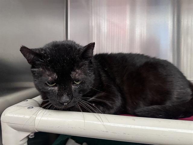 Shelter Stray Male Cat last seen SANTA LOUISA/SANTA CLARA, Irvine, CA 92618