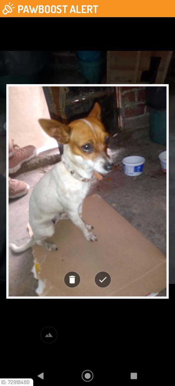 Found/Stray Female Dog last seen Calle 7#252 col esperanza Nezahualcóyotl., Ciudad Nezahualcóyotl, Méx. 57800