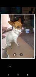 Found/Stray Female Dog last seen Calle 7#252 col esperanza Nezahualcóyotl., Ciudad Nezahualcóyotl, Méx. 57800