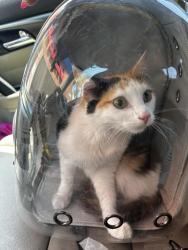 Found/Stray Female Cat last seen Santa Monica and Western , Los Angeles, CA 90029