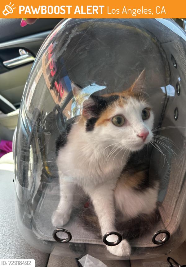 Found/Stray Female Cat last seen Santa Monica and Western , Los Angeles, CA 90029