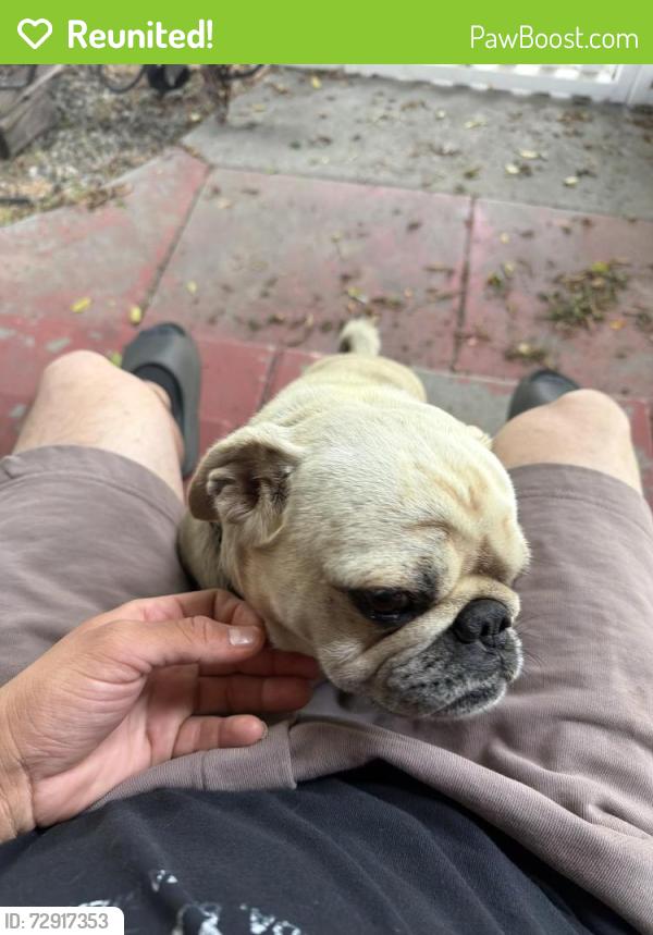 Reunited Male Dog last seen Florence and Compton ave, Los Angeles, CA 90001