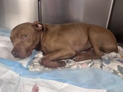 Shelter Stray Male Dog last seen HANNON MILL RD, TALLAHASSEE FL 32305, Tallahassee, FL 32311