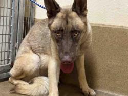 Shelter Stray Female Dog last seen , Bonita, CA 91902