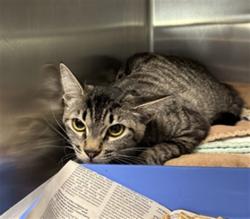 Shelter Stray Female Cat last seen , Los Angeles, CA 90025