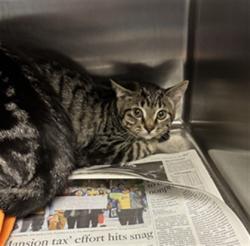Shelter Stray Female Cat last seen , Los Angeles, CA 90025