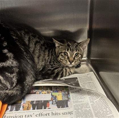 Shelter Stray Female Cat last seen , Los Angeles, CA 90025