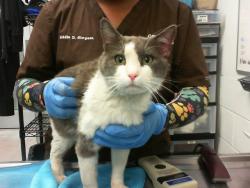 Shelter Stray Male Cat last seen Near BLOCK MANZANO ST NE, Albuquerque, NM 87112