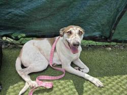 Shelter Stray Female Dog last seen FOUND ON D ST, Carlsbad, CA 92011