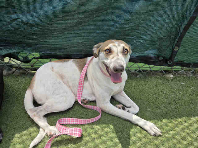 Shelter Stray Female Dog last seen FOUND ON D ST, Carlsbad, CA 92011