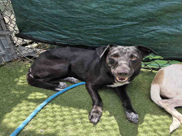 Shelter Stray Female Dog last seen FOUND ON D ST, Carlsbad, CA 92011