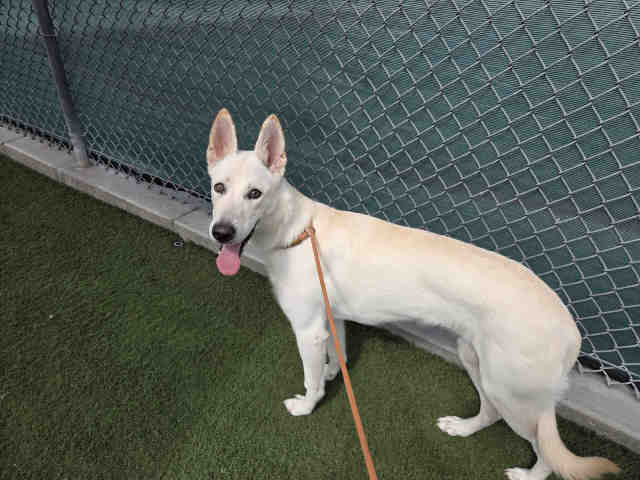 Shelter Stray Female Dog last seen DON DUSSAULT PARK, Carlsbad, CA 92011