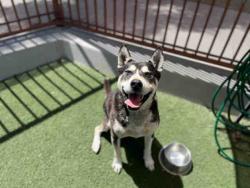 Shelter Stray Male Dog last seen THOUSAND OAKS X HWY 79, Carlsbad, CA 92011