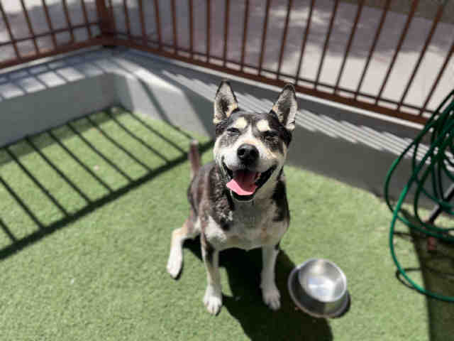 Shelter Stray Male Dog last seen THOUSAND OAKS X HWY 79, Carlsbad, CA 92011