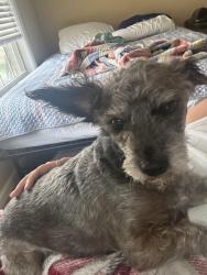 Lost Male Dog last seen Helena Road, Helena, AL 35080