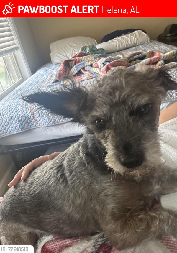 Lost Male Dog last seen Helena Road, Helena, AL 35080
