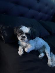 Reunited Male Dog last seen Near silver st Bayonne nj, Bayonne, NJ 07002