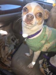 Lost Male Dog last seen Near E BROWN AVE AURORA CO 80013, Aurora, CO 80013