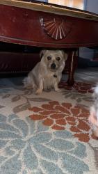 Reunited Female Dog last seen Wright Rd NE, Sandy Springs, GA 30328, USA, Sandy Springs, GA 30328