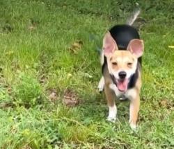 Lost Male Dog last seen Near Williams drove and lakeway road in the goodwill parking lot by the social security office , Georgetown, TX 78628