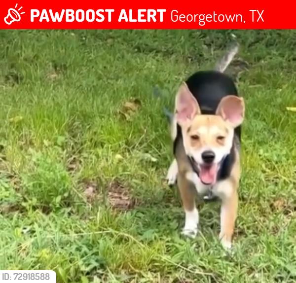 Lost Male Dog last seen Near Williams drove and lakeway road in the goodwill parking lot by the social security office , Georgetown, TX 78628