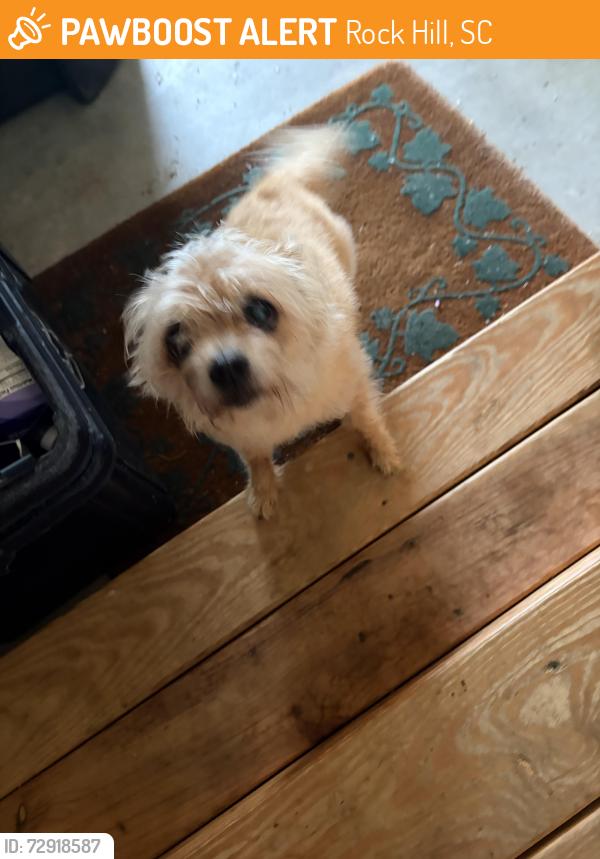 Found/Stray Female Dog last seen Spyglass Way and Waterford Glen Way, Rock Hill, SC 29730