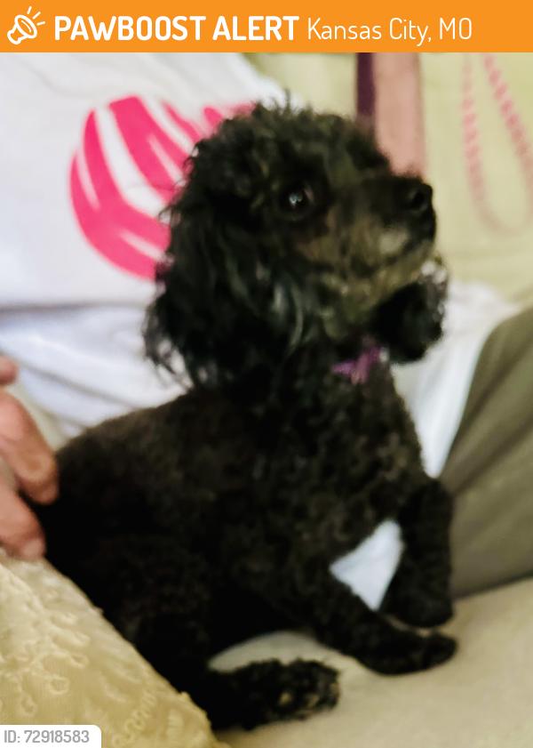 Found/Stray Female Dog last seen Holmes and 118th, Kansas City, MO 64131