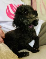 Found/Stray Female Dog last seen Holmes and 118th, Kansas City, MO 64131