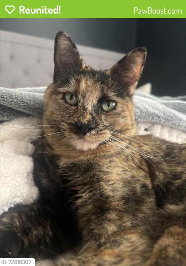 Reunited Female Cat last seen E 6th Place and Olive, Mesa, AZ 85203