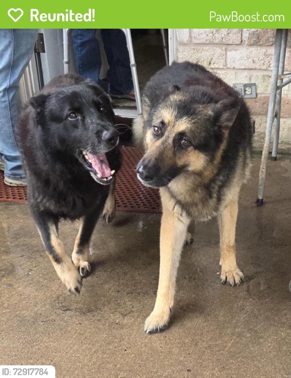 Reunited Male Dog last seen Sagemark Dr. & Sageyork Dr., Houston, TX 77089