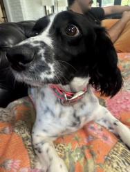 Reunited Female Dog last seen Broadway, N Neebraunsfels, San Antonio, TX 78209