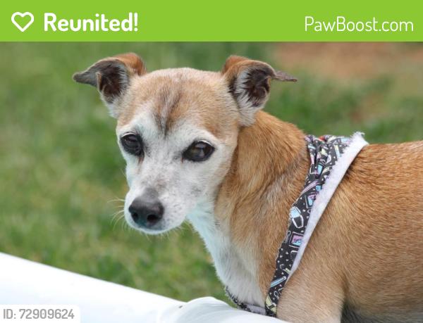 Reunited Female Dog last seen Clack Middle School area, Corsicana, Abilene, TX 79605