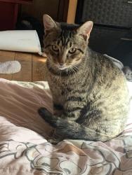 Lost Male Cat last seen McDonald’s, Smoke shop, Zanellas, Amsterdam, NY 12010