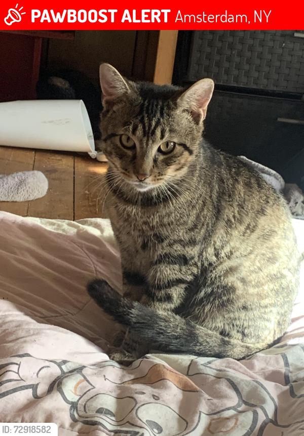 Lost Male Cat last seen McDonald’s, Smoke shop, Zanellas, Amsterdam, NY 12010
