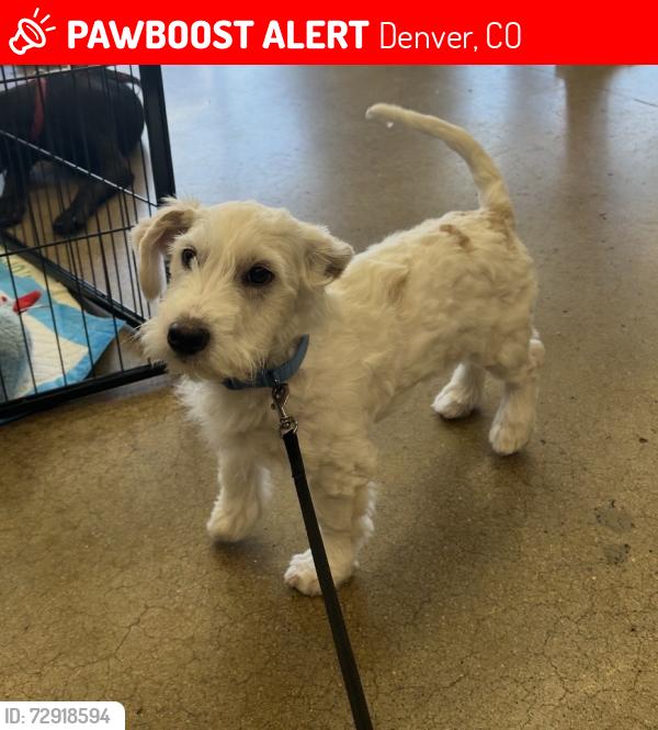 Lost Male Dog last seen Syracouse and Colfax, Denver, CO 80220