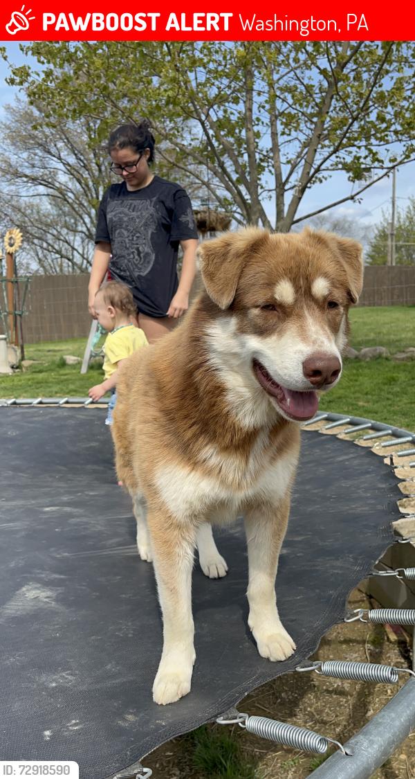 Lost Male Dog last seen Foodland/dollar general, Washington, PA 15301